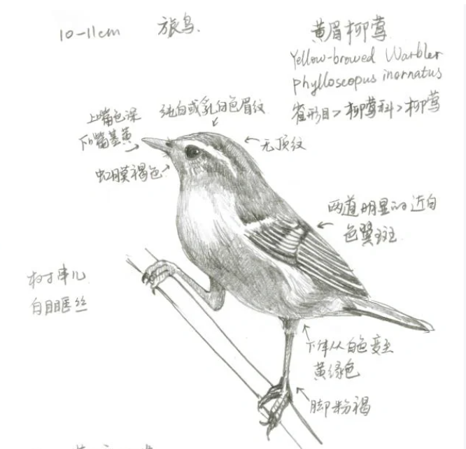 “飞鸟集”鸟类自然笔记